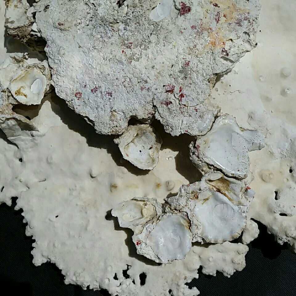 特大 飾り 珊瑚 テーブル サンゴ礁 置物 白 海水魚 水槽 レイアウト