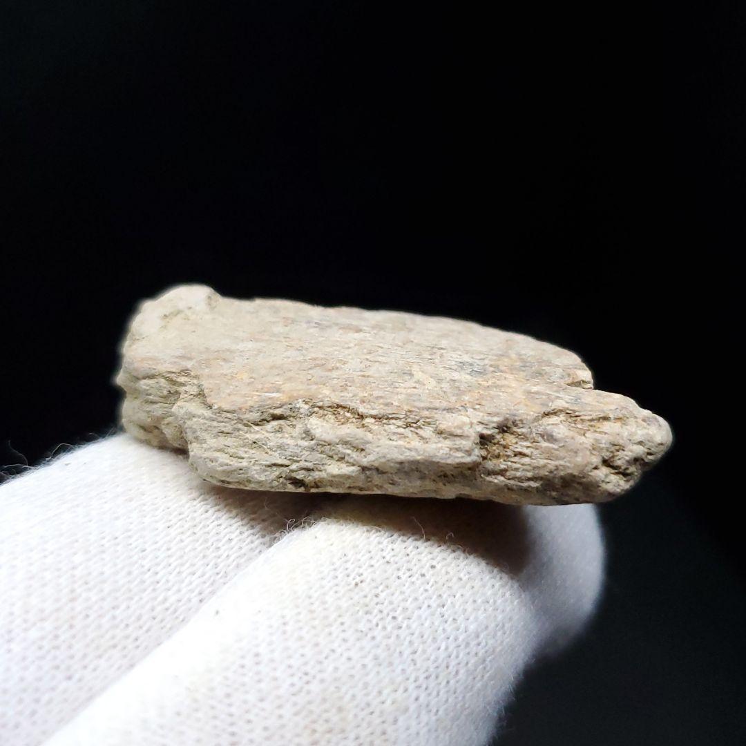 ティラノサウルス 化石 骨 本物 アメリカ産 37mm ケース付き  tb123