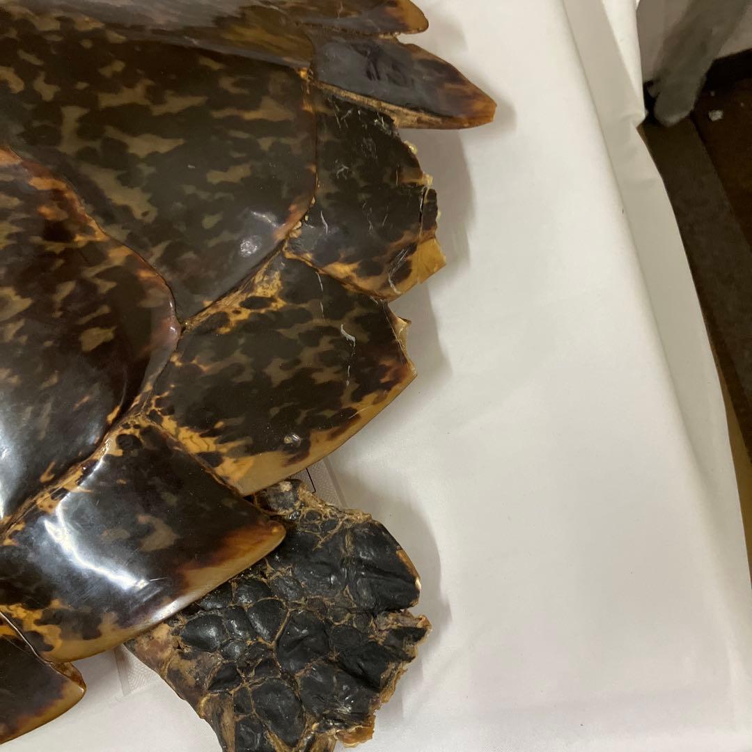 タイマイ亀の剥製　〔国際希少野生動植物種登録票有り〕