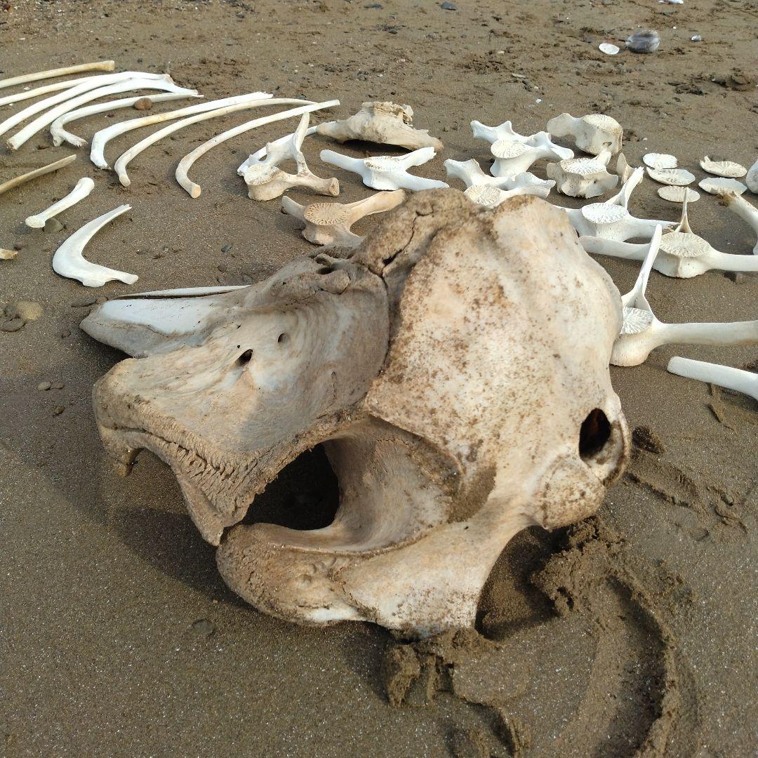 イルカの骨　セット売り