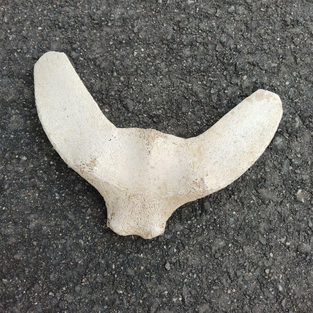 イルカの骨　セット売り