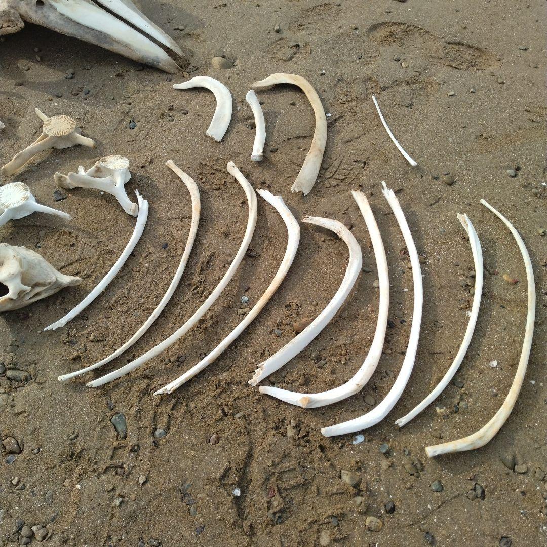 イルカの骨　セット売り