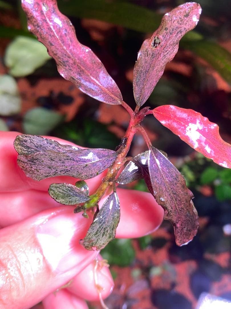 ブセファランドラｓｐ. ピンクバリエガータ斑入り