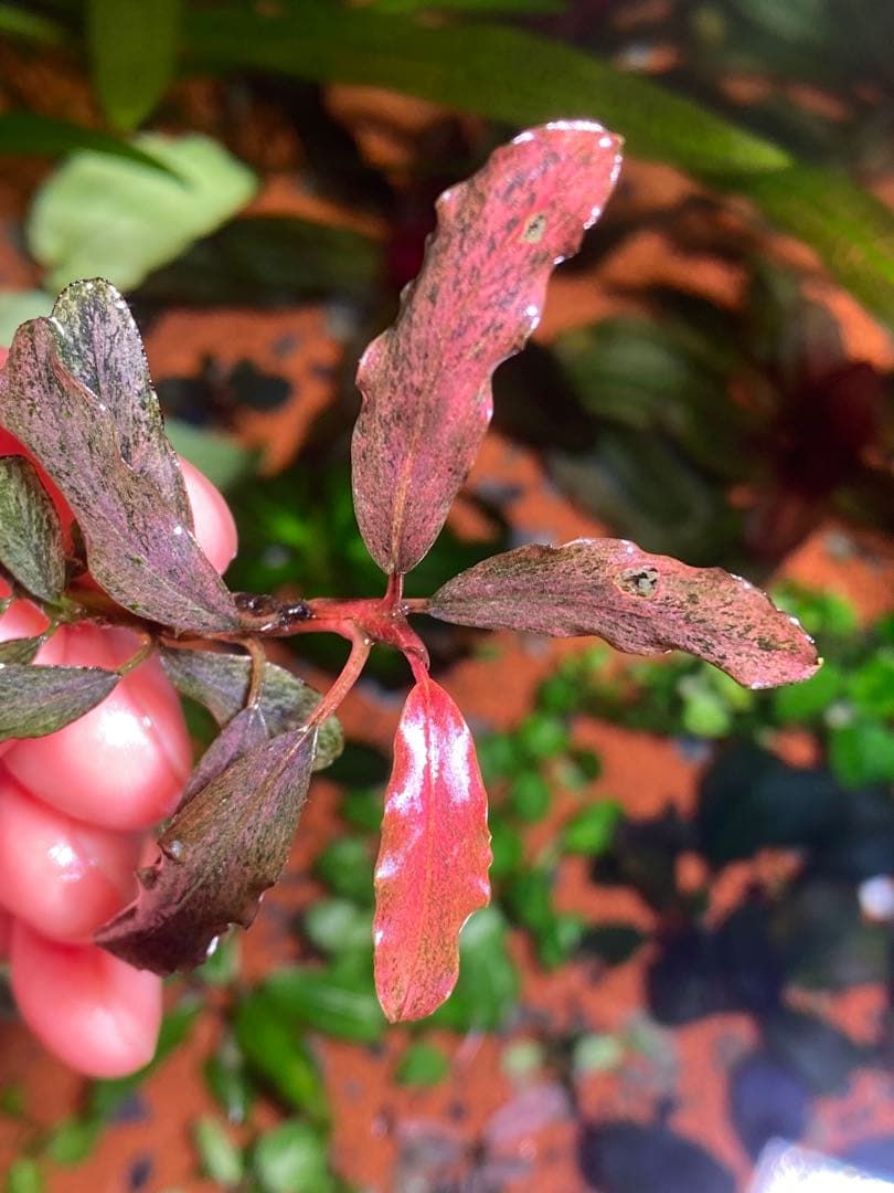 ブセファランドラｓｐ. ピンクバリエガータ斑入り