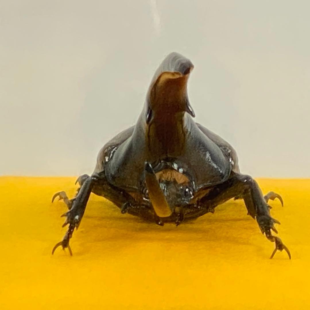 【大型】ヘラクレスオオカブト（ヘラクレス）のオブジェ（標本）