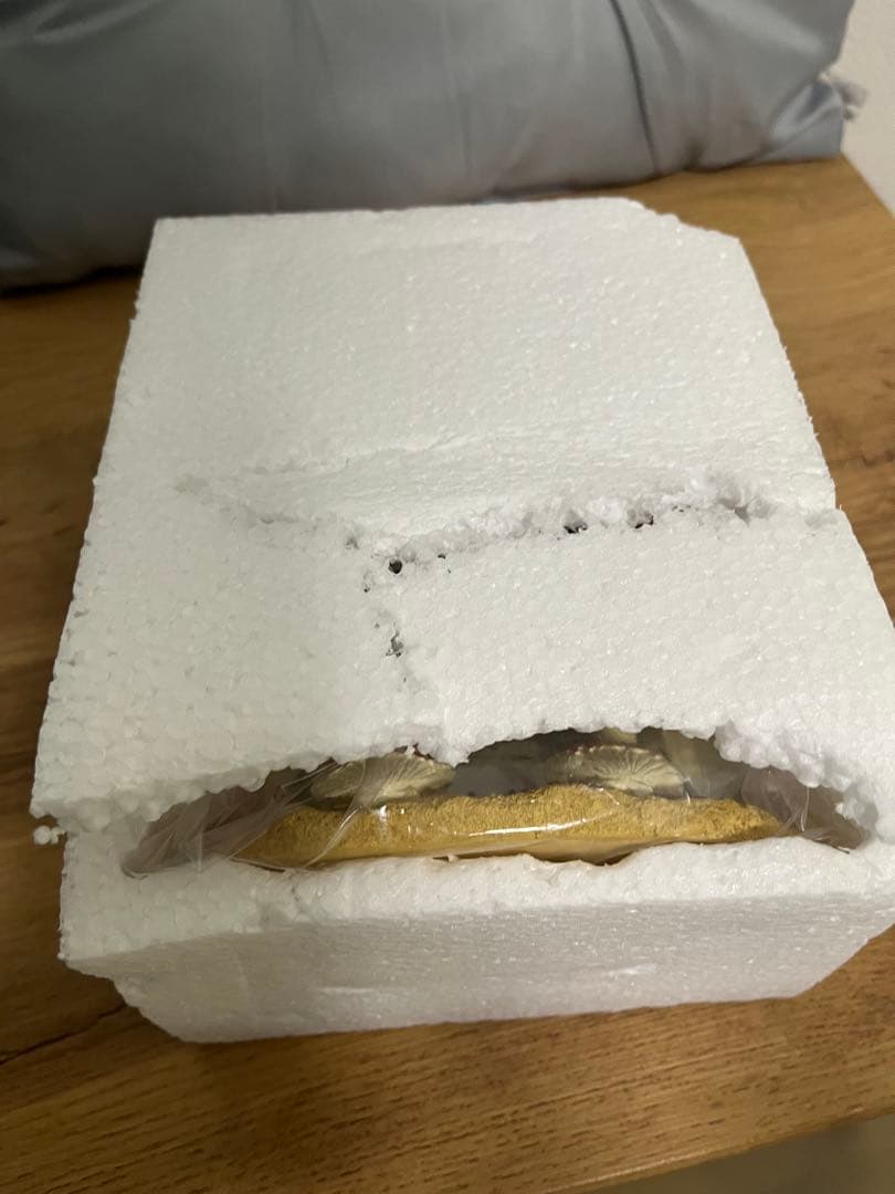 大谷翔平 マイク・トラウト シティーコネクト ダブルボブルヘッド人形