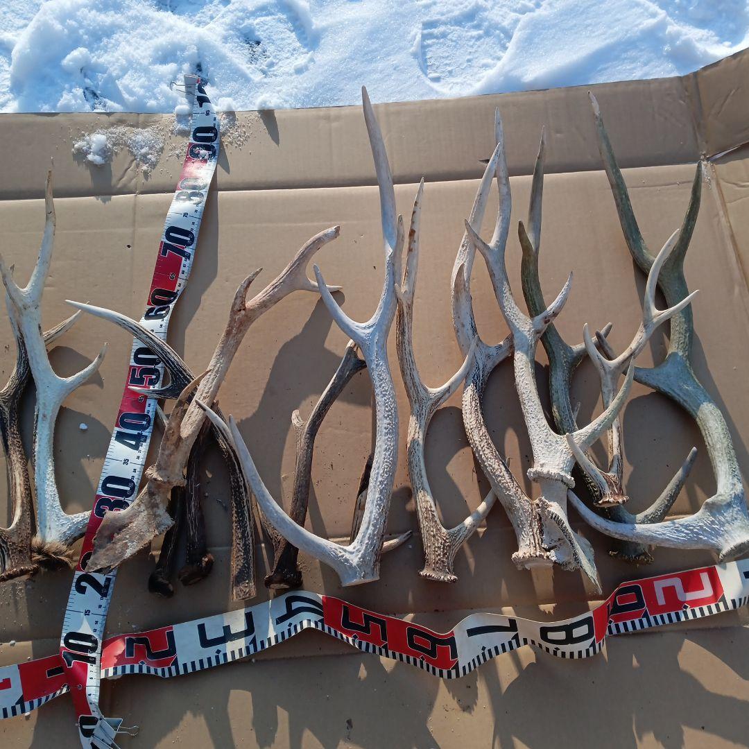 ク*ト様 蝦夷鹿の角 　犬のおもちゃ 工芸品などに 8番