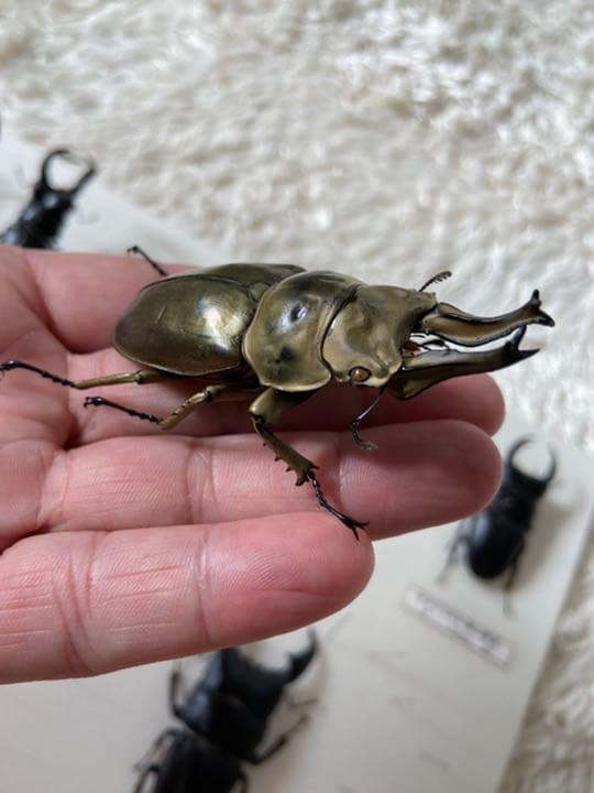 オウゴンオニクワガタ　約75㎜（針穴無し）