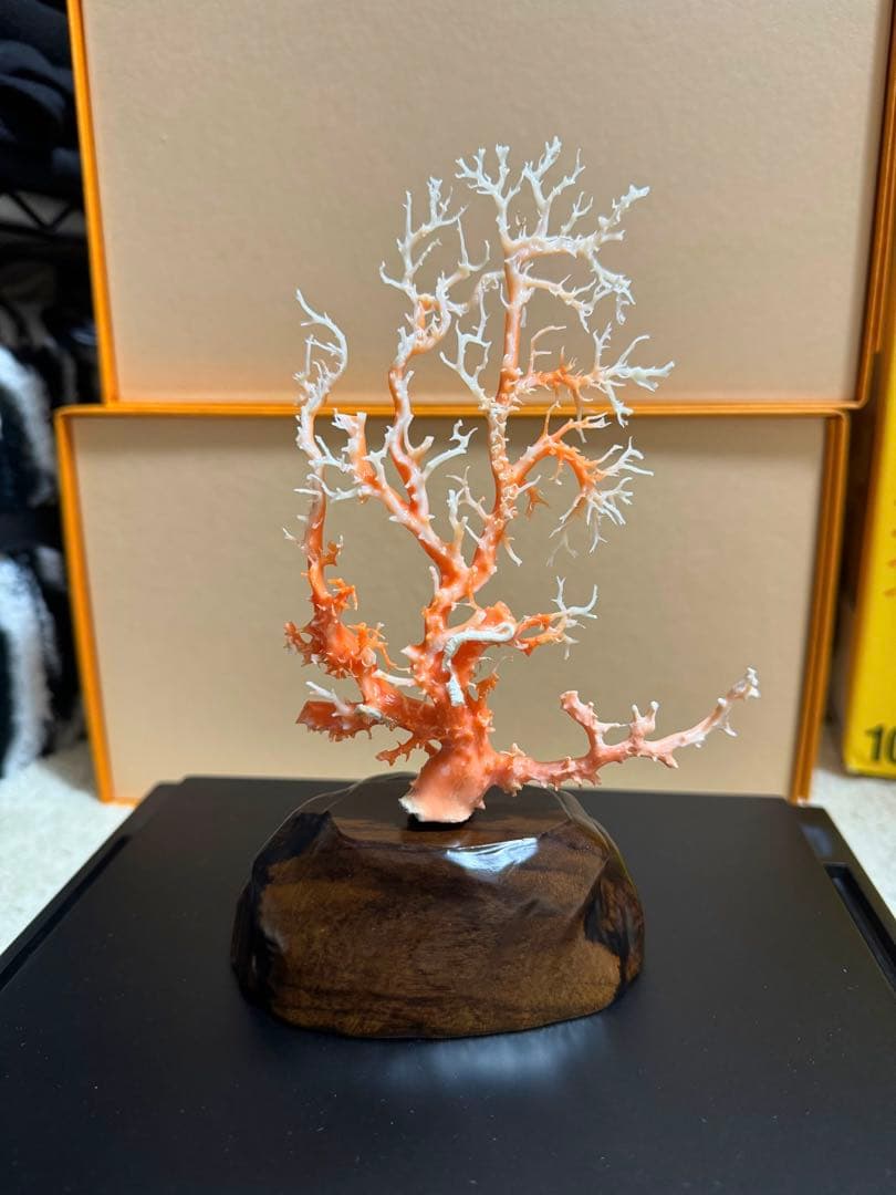 縁起物　赤珊瑚　桃珊瑚　原木　サンゴ
