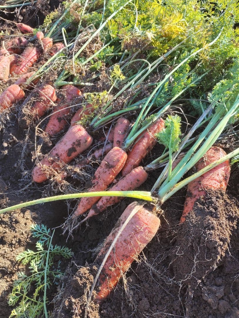 人参ジュース 1000ml×12