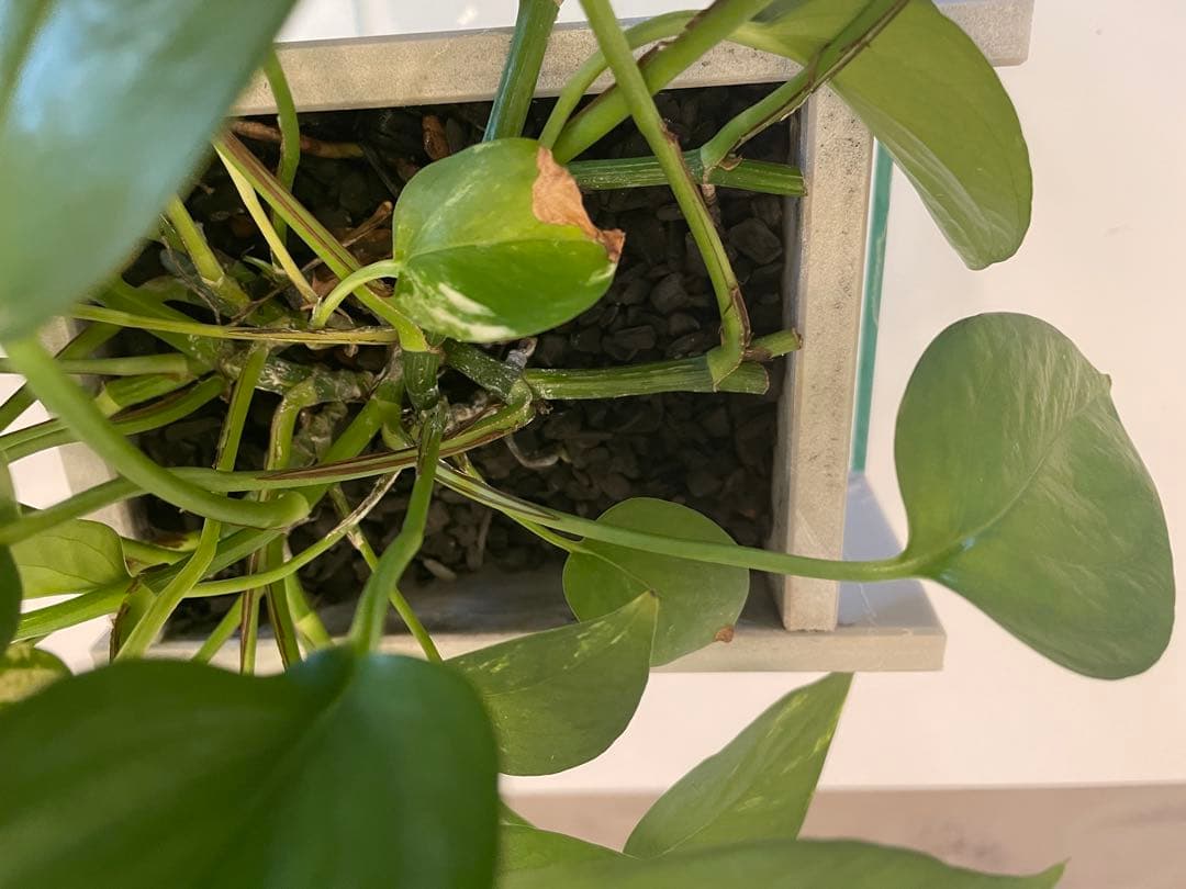 水槽　せせらぎビオトープ