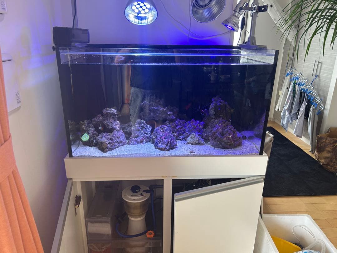 海水魚水槽フルセット早い者勝ち