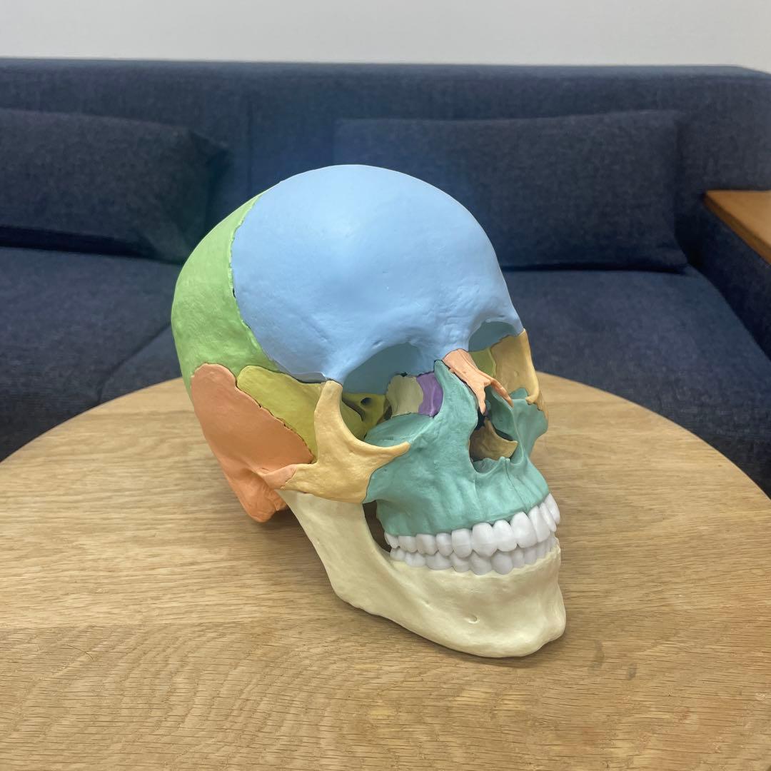 erler zimmer社　頭蓋骨模型　２２分割　マグネット式