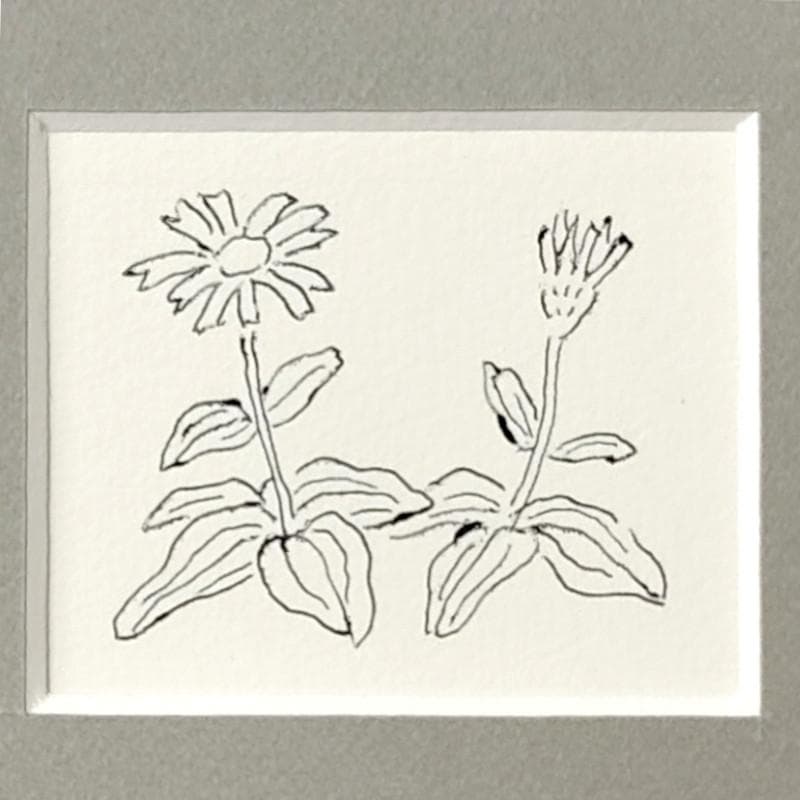 ☆坂本直行☆「エゾウサギギク」肉筆　ペン画　小作品２０角額　未使用！