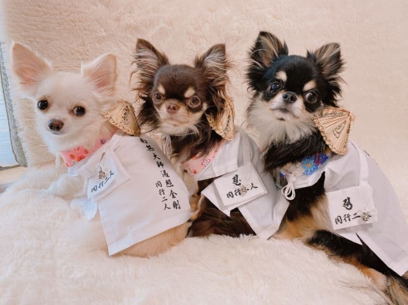 サンライオンページ