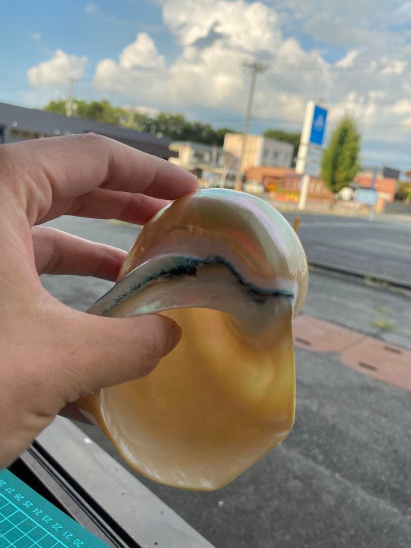 夜光貝　まとめ5個セット　サイズ11-12cm