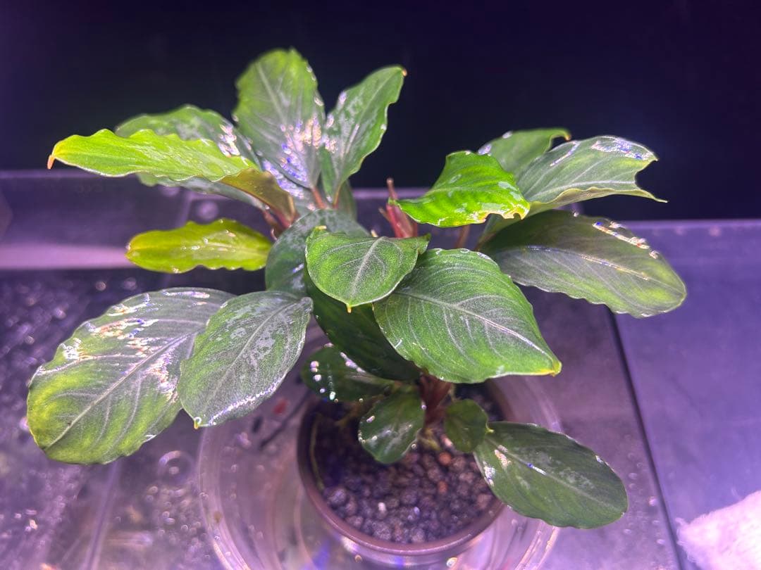 たお品Bucephalandra sp.Pearl gray【TB】