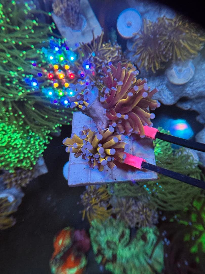 アクアネオンアートローファン専用出品ページ