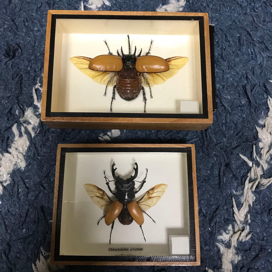 カブトムシ　クワガタ　飛翔標本　タイで購入