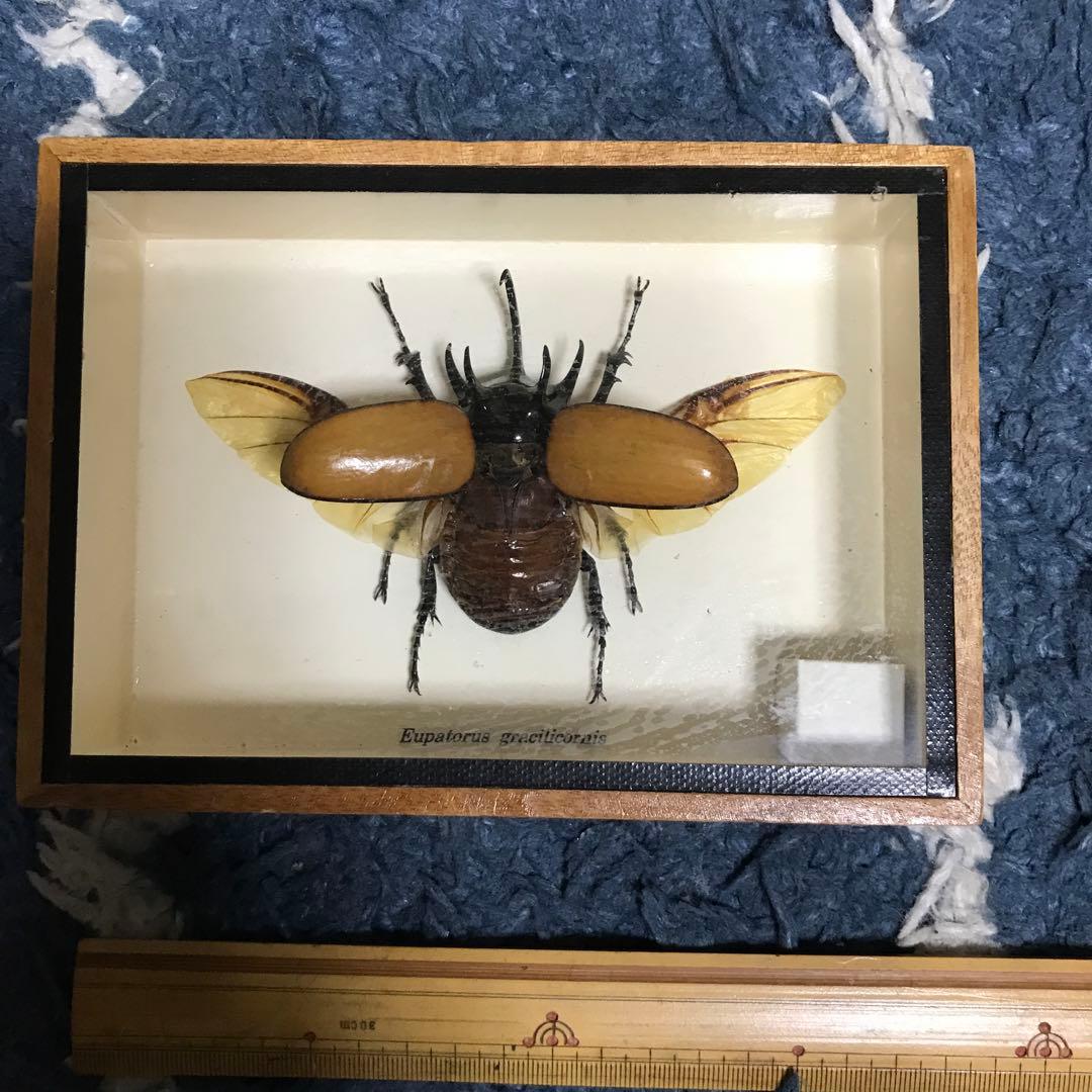 カブトムシ　クワガタ　飛翔標本　タイで購入
