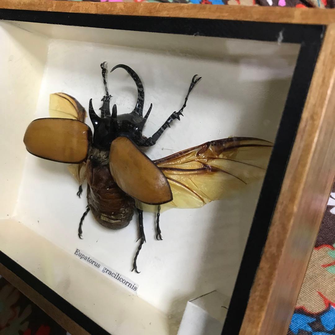 カブトムシ　クワガタ　飛翔標本　タイで購入