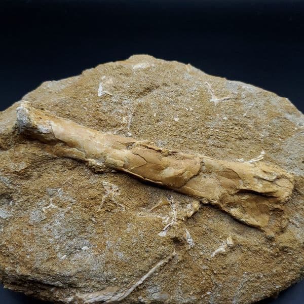 希少 アルシオーネ 骨 化石 本物 モロッコ産 184.67mm yk6