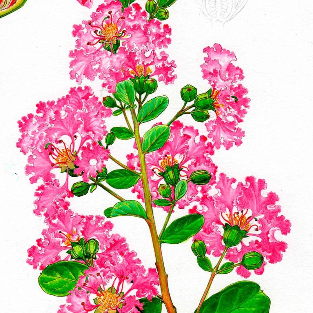 【絵画】ボタニカルアート　「サルスベリ」原画