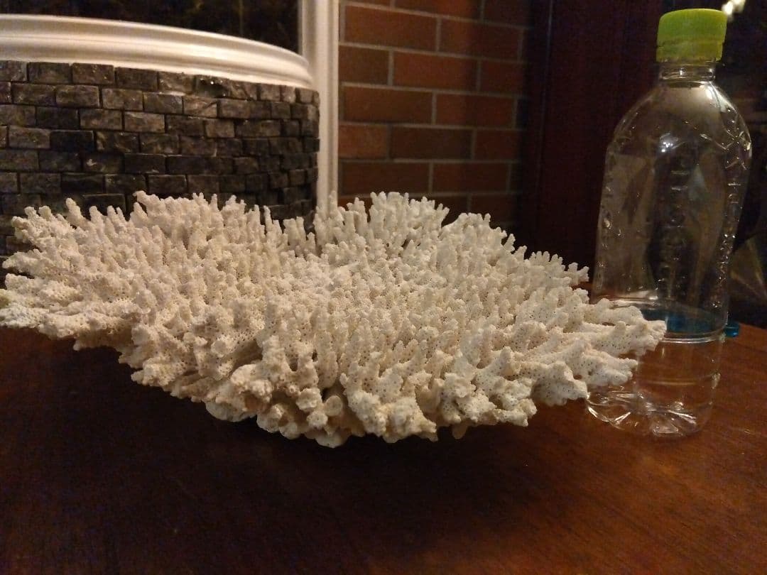 巨大飾りサンゴ　テーブルサンゴ