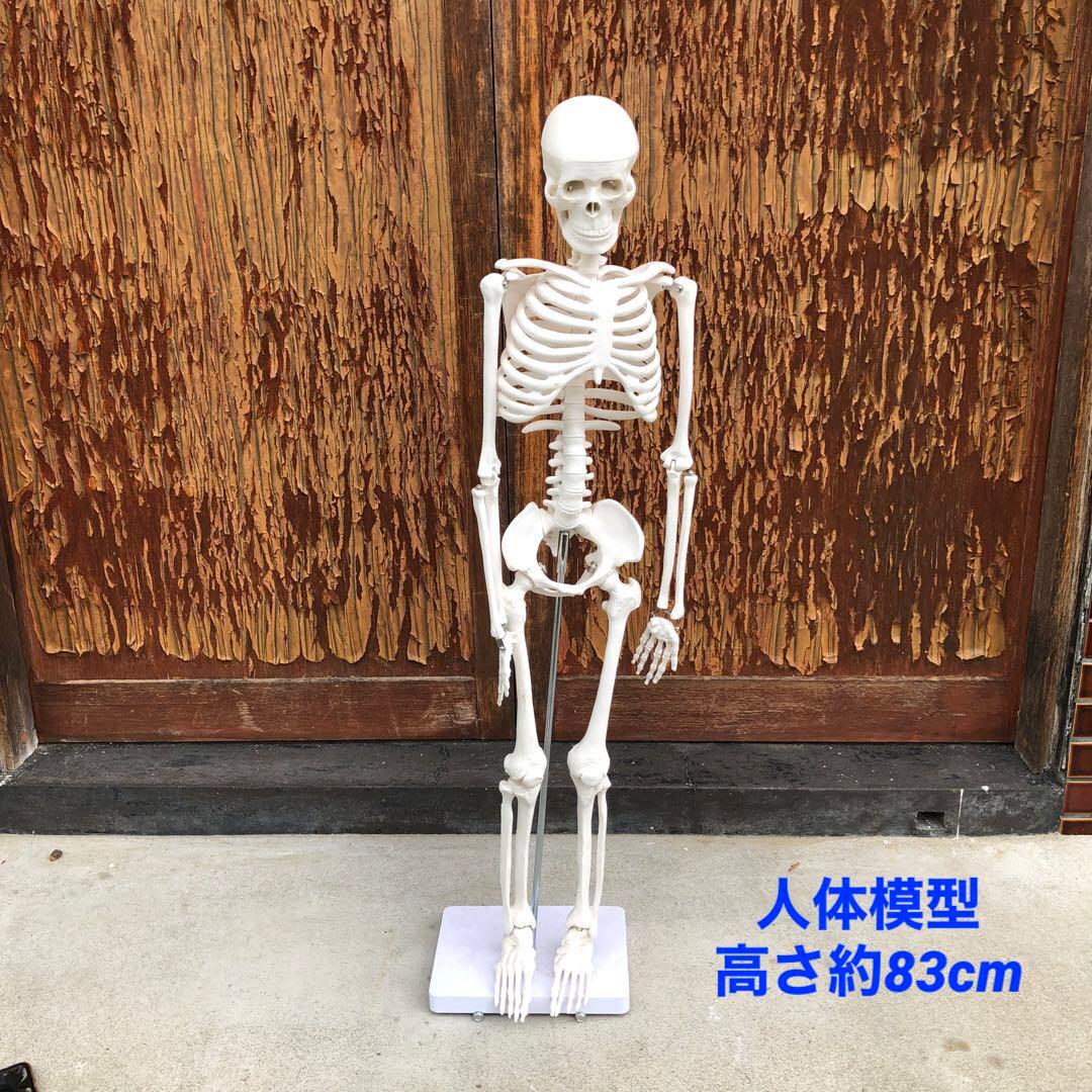 人体模型 高さ約83cm