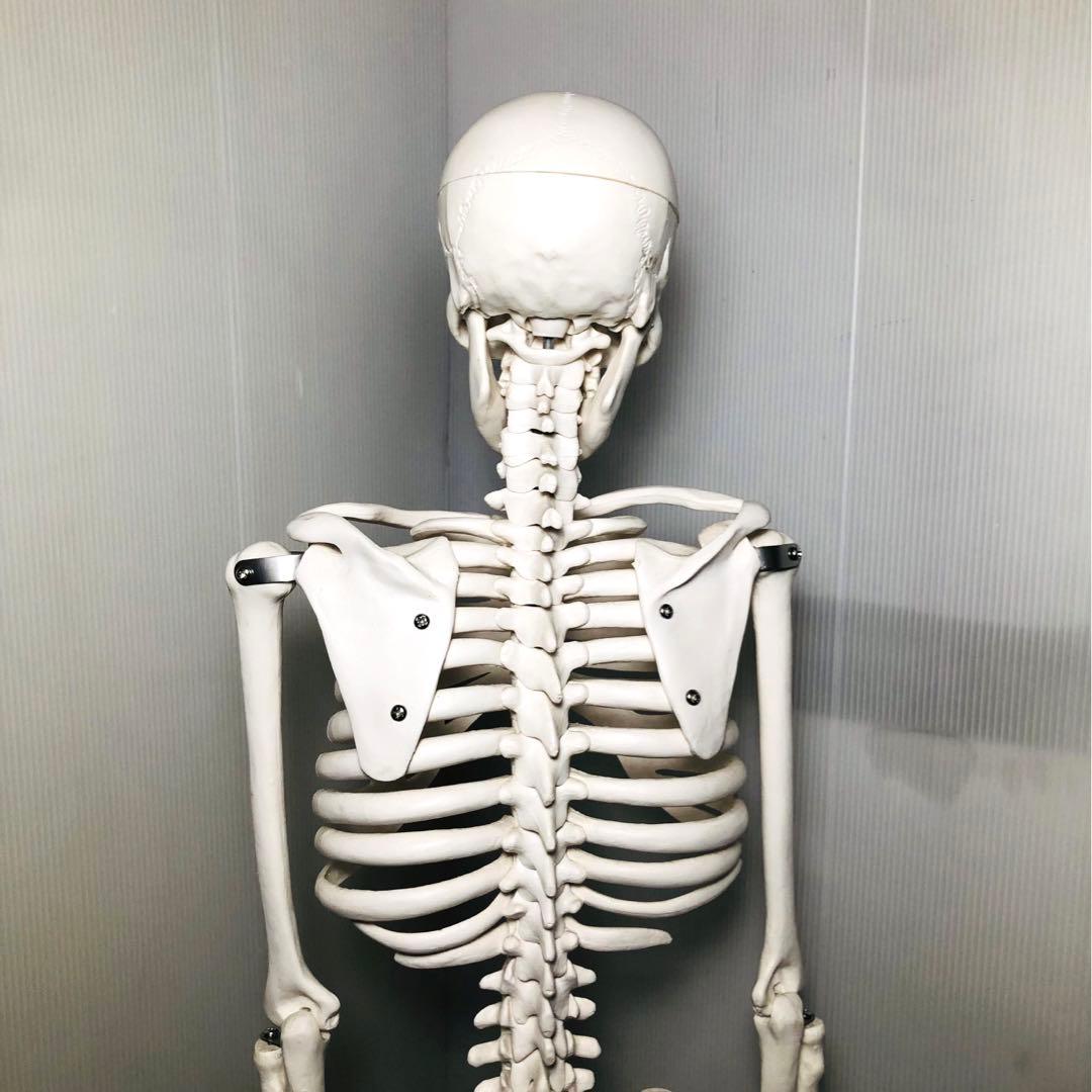 人体模型 高さ約83cm