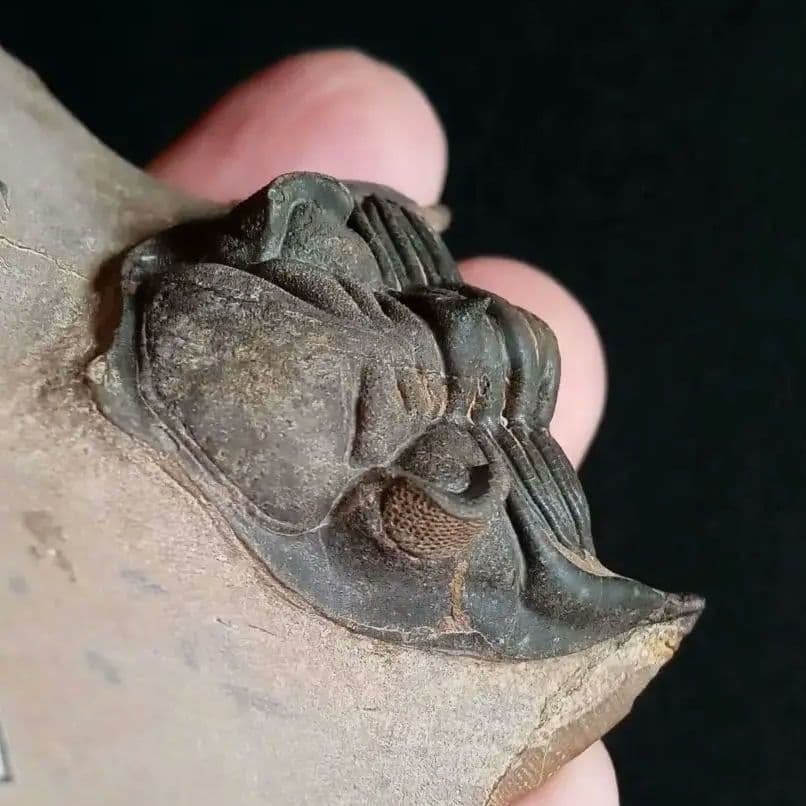 化石　骨格　標本　三葉虫　メタカンシナ　美麗