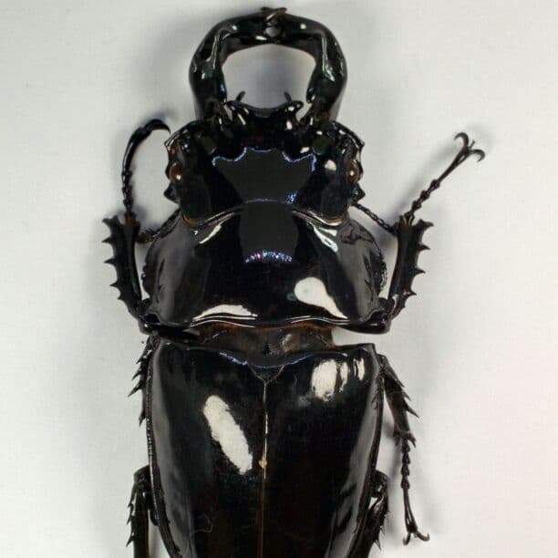 ウガンダ産 カールウエルナイ 78mm