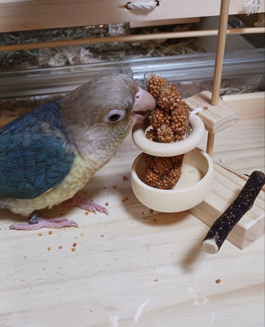 b6　粟の穂専用ホルダーと専用トレー　バードトイ　止まり木　フォージングトイ