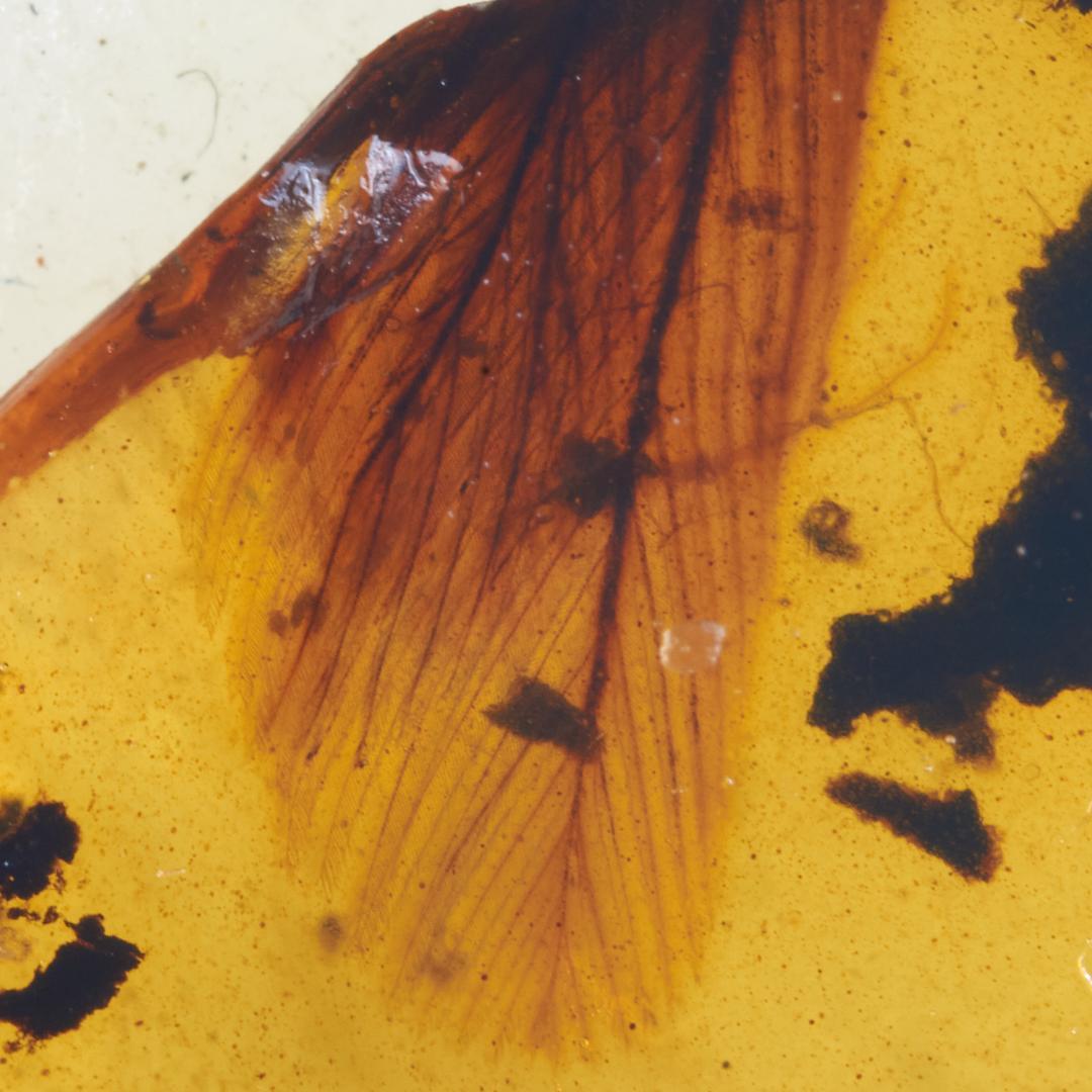 レア極上品 PA0001虫入り琥珀化石　ミャンマーカムティかタナイ9900万年前