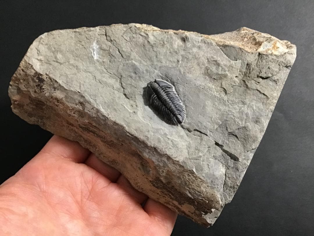 シュードキベレ [TB45] 三葉虫 超希少種 レア