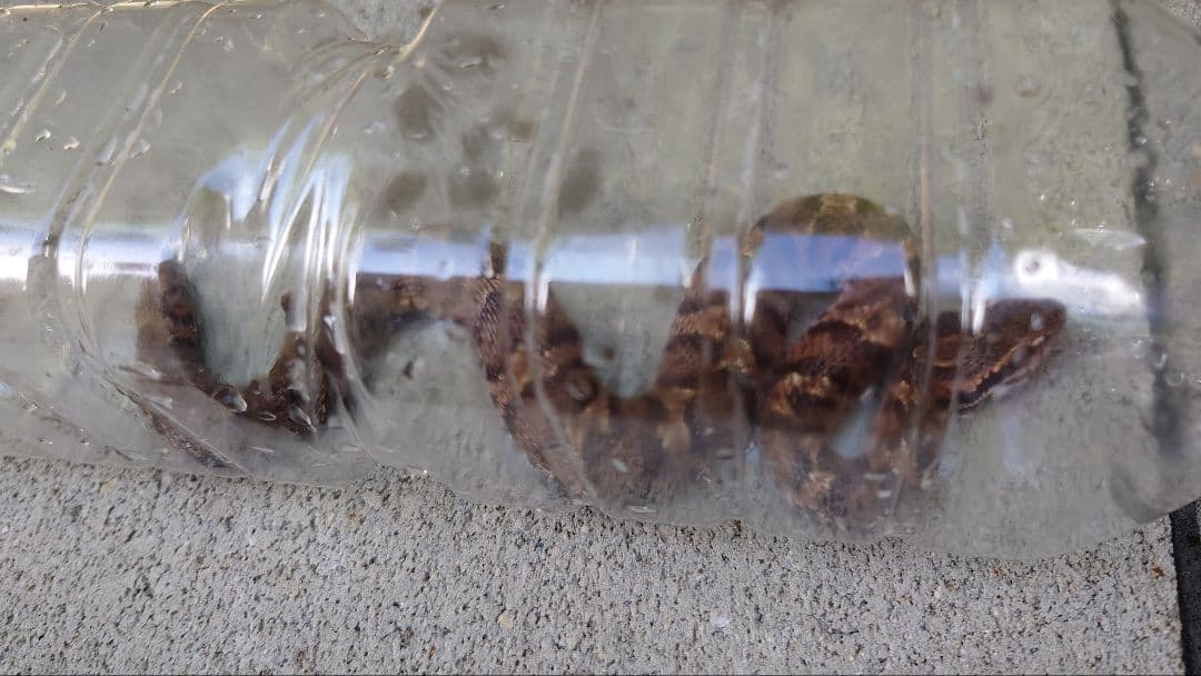 マムシ酒（岐阜県産）