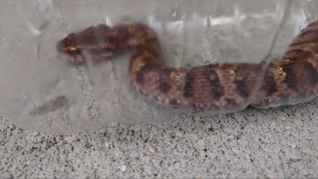 マムシ酒（岐阜県産）