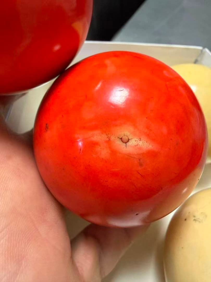 緒締玉 骨董品 天然素材 牙 ？鯨歯？