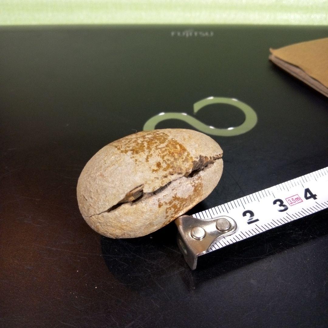 三葉虫　化石　fossil　ボリビア産　trilobite　ノジュール管理⑤