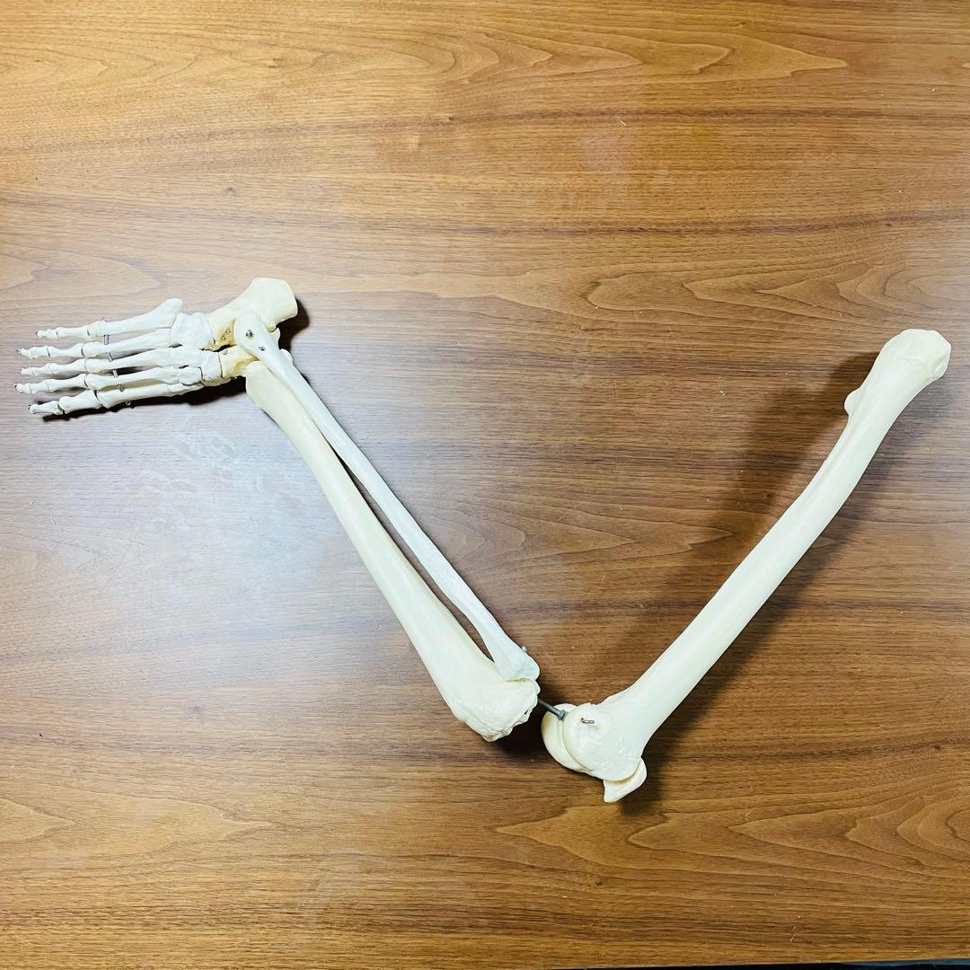 【中古品】人体模型 腕足セット バラ売り不可