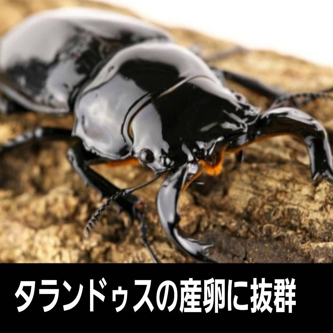 最強のクワガタの産卵木！　カワラ植菌材【4本】特大Lサイズ　カビない！　加水不要