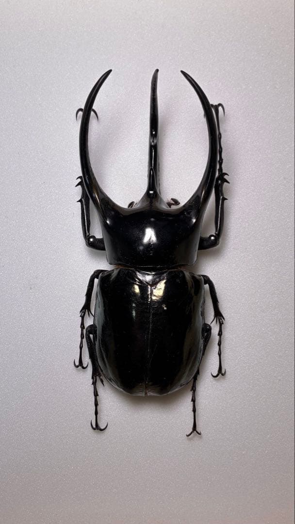 野外品 良型+大型マレーコーカサス115mm 昆虫標本