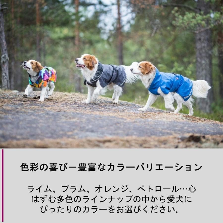 ポムッパ　ペルス　ペトロール　サイズ60