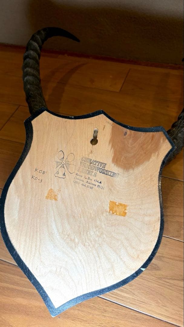 KOB（コブ）角 ハンティングトロフィー アフリカ 剥製 インテリア アート