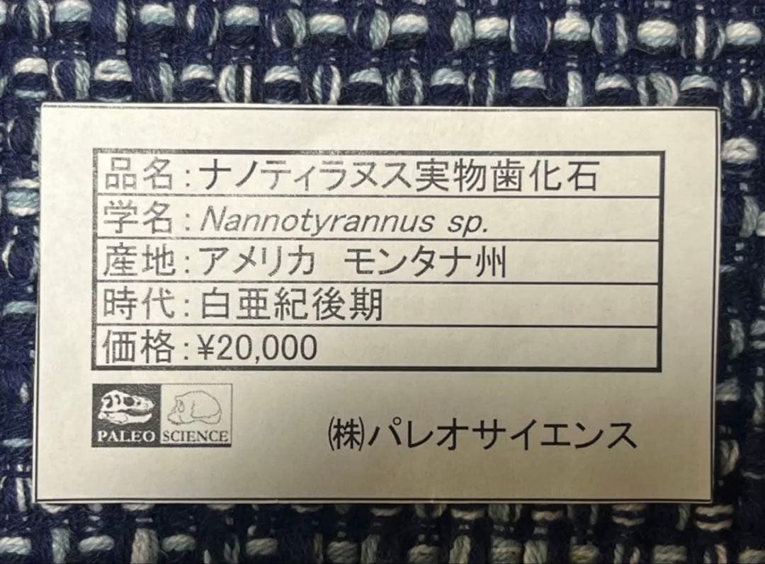 ナノティラヌス　実物歯化石