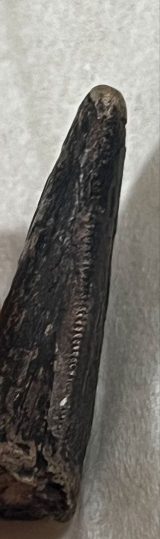 ナノティラヌス　実物歯化石