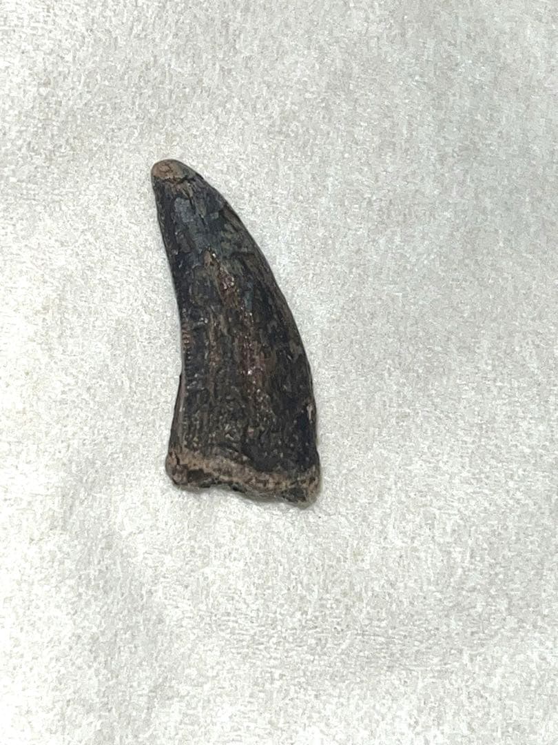 ナノティラヌス　実物歯化石