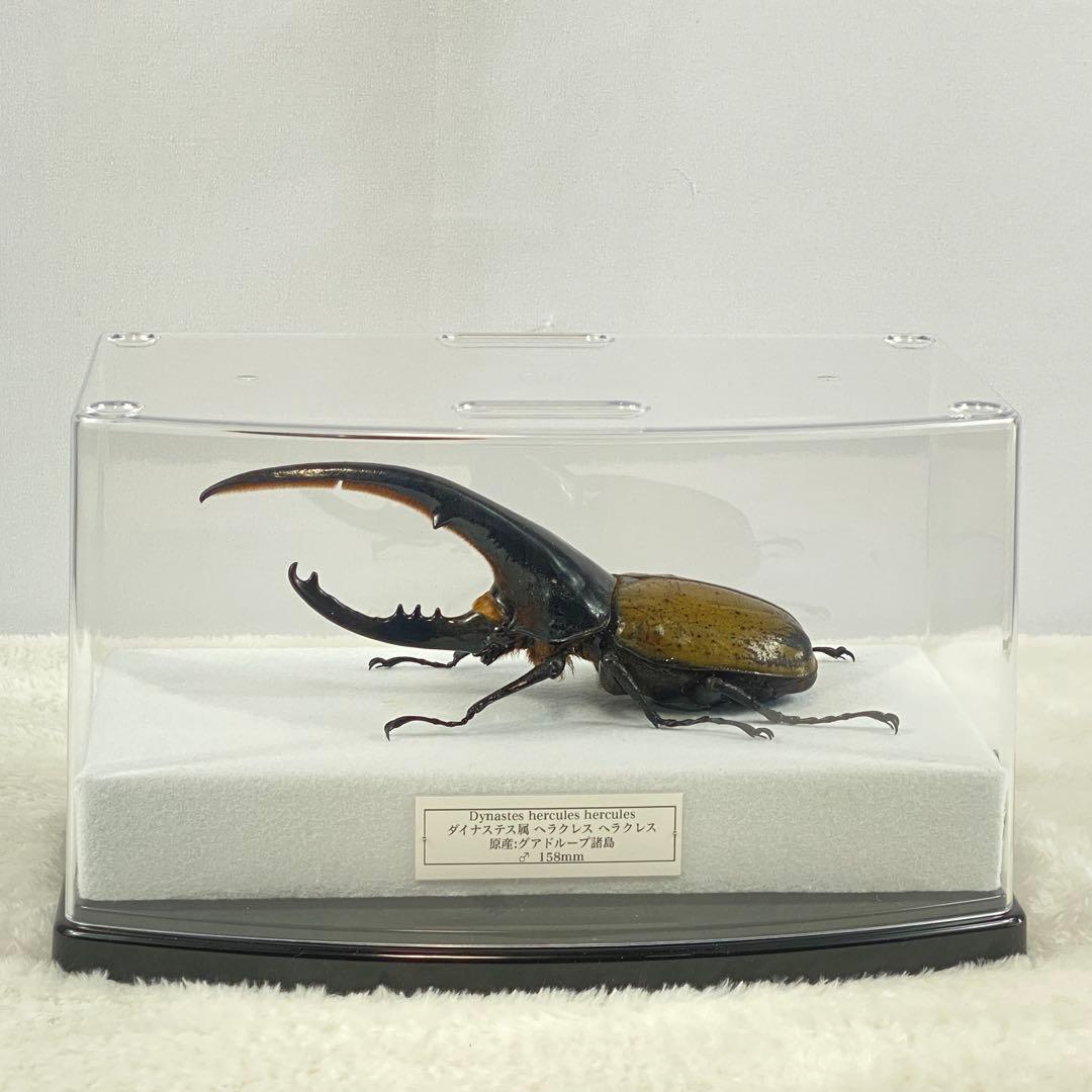 【大型】ヘラクレスオオカブト（ヘラクレス）のオブジェ（標本）