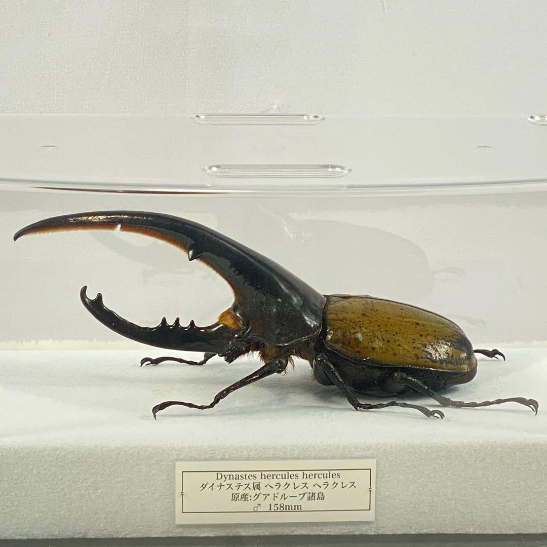 【大型】ヘラクレスオオカブト（ヘラクレス）のオブジェ（標本）