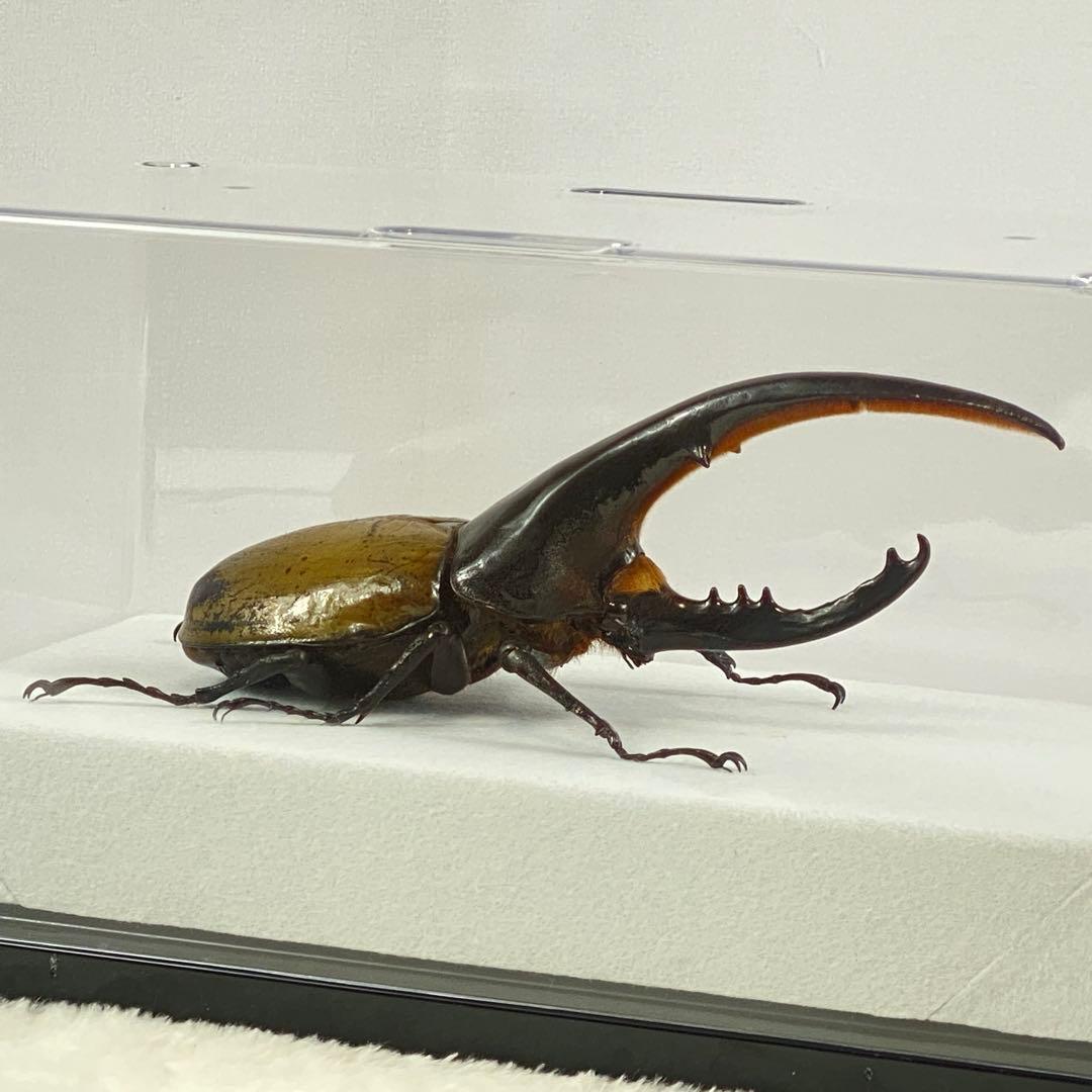 【大型】ヘラクレスオオカブト（ヘラクレス）のオブジェ（標本）